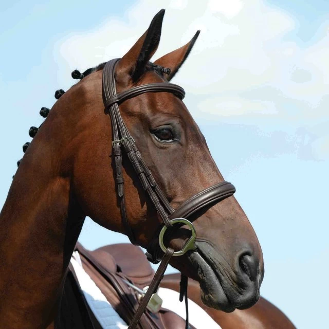 Collegiate Syntovia+ Padded Raised Cavesson Bridle 1 Collegiate Syntovia+ Padded Raised Cavesson Bridle