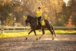 LeMieux Prospect Dijon Dressage Suede Square -Equestrian Supply Store 2742 5989