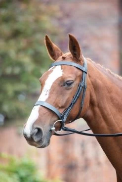 Shires Avingnon Cavesson Hunt Bridle