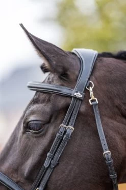 LeMieux Kudos Work Bridle -Equestrian Supply Store 5440 12514
