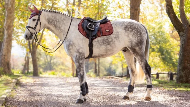 LeMieux Orchid Classic Close Contact Square 3 LeMieux Orchid Classic Close Contact Square - Image 3