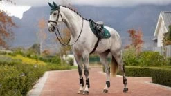 LeMieux Orchid Classic Close Contact Square 11 LeMieux Orchid Classic Close Contact Square -Equestrian Supply Store 5650 13256