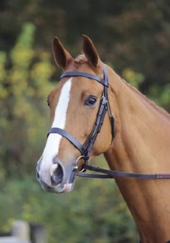 Aviemore/velociti Plain Bridle