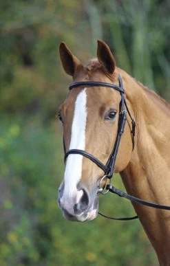 Aviemore/velociti Raised Cavesson Bridle
