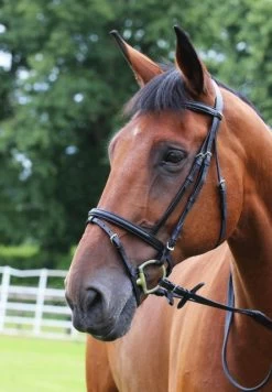 Gallop EconomyBridle With Flash