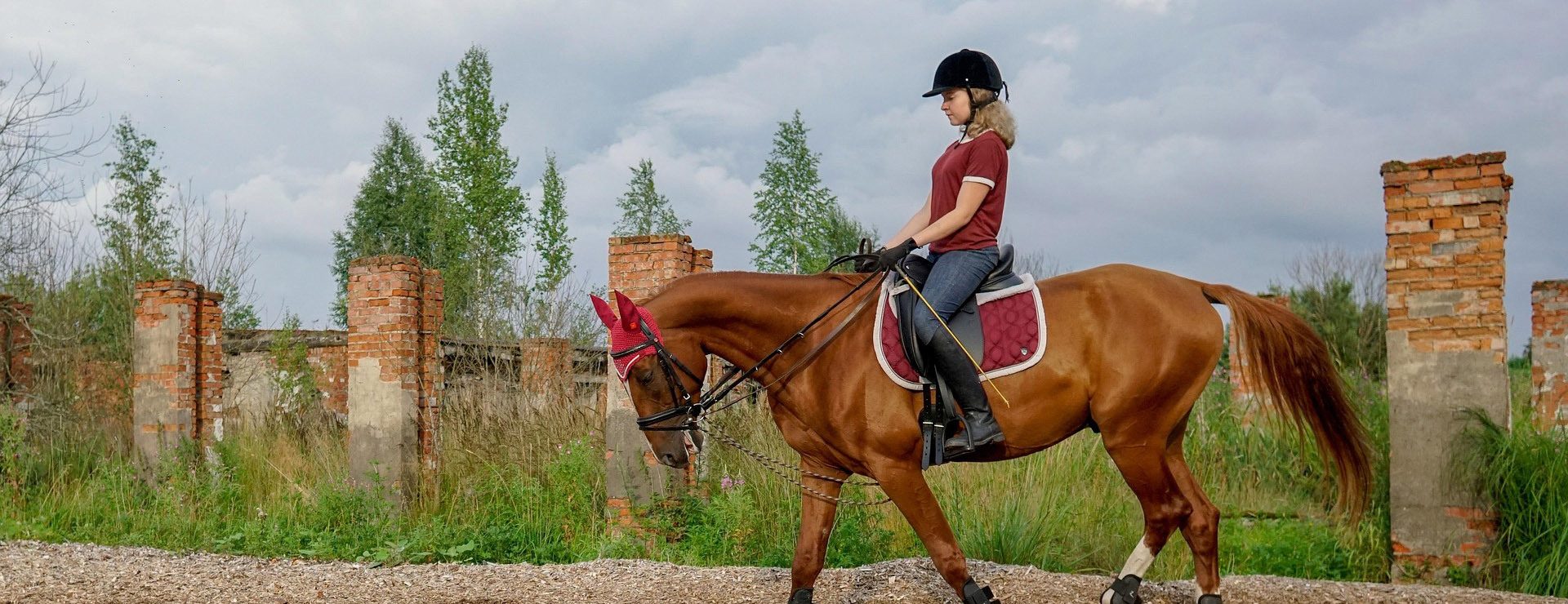 Equestrian Supply Store -Equestrian Supply Store horse 3562388 1920