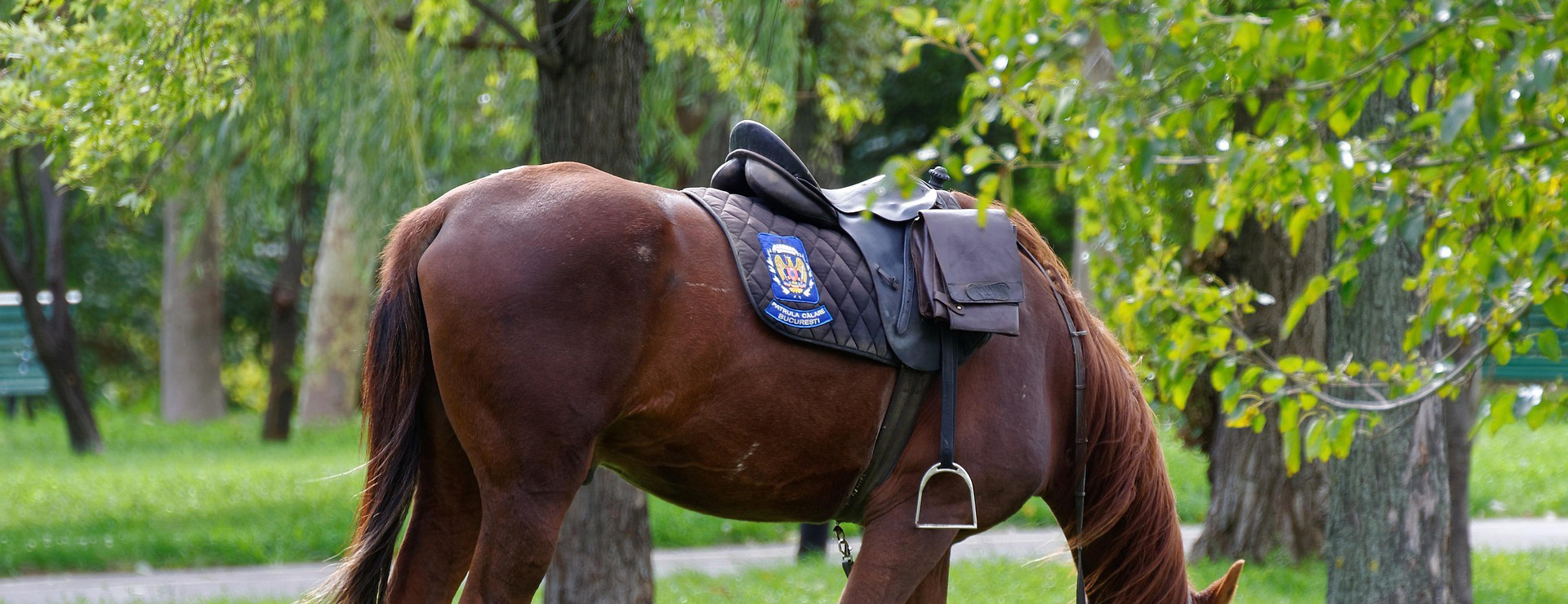 Equestrian Supply Store -Equestrian Supply Store horse 4829756 1920